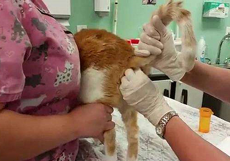 辟谣猫咪真的没有九条命,辟谣猫咪的六个谣言