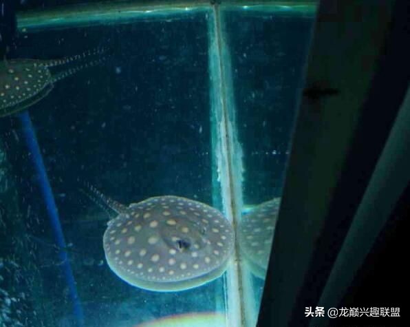 魟鱼翘嘴拒食,魟鱼拒食翘嘴