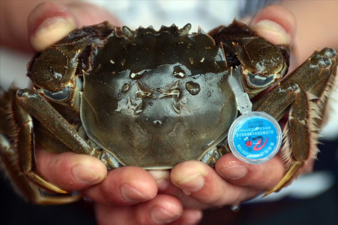 哪里的大闸蟹最正宗好吃,大闸蟹哪里的最正宗最好吃