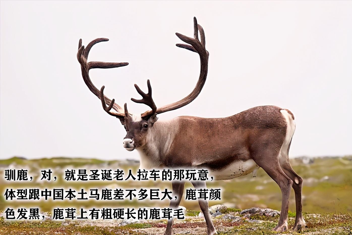 鹿茸片你买对了吗？学习一下再下手吧