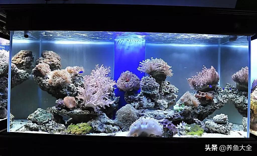 鱼缸水是清澈的但是有异味,孔雀鱼缸有异味怎么处理