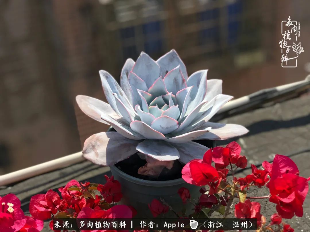 多肉成长记观察记录怎么写,多肉成长记录观察展板