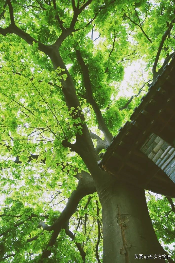 菩提树根手串怎样辨别真假,真实的菩提树