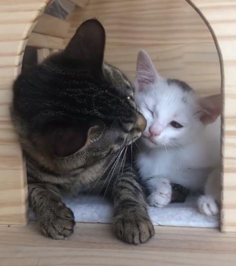 救助流浪猫被粘鼠胶,流浪猫被好心人收养后变成粘人