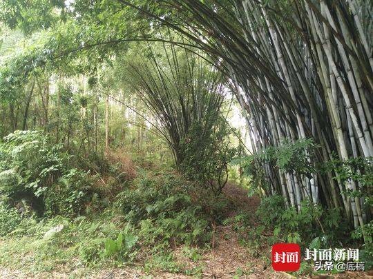 起底奸杀“百香果女孩”罪犯：喜欢偷妇女内衣裤，曾尾随骚扰多名女孩，其家长只会说马上教训