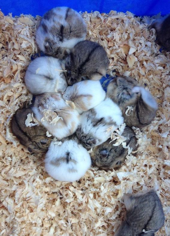 养仓鼠需要注意的几件事,养仓鼠新手要注意哪些事项