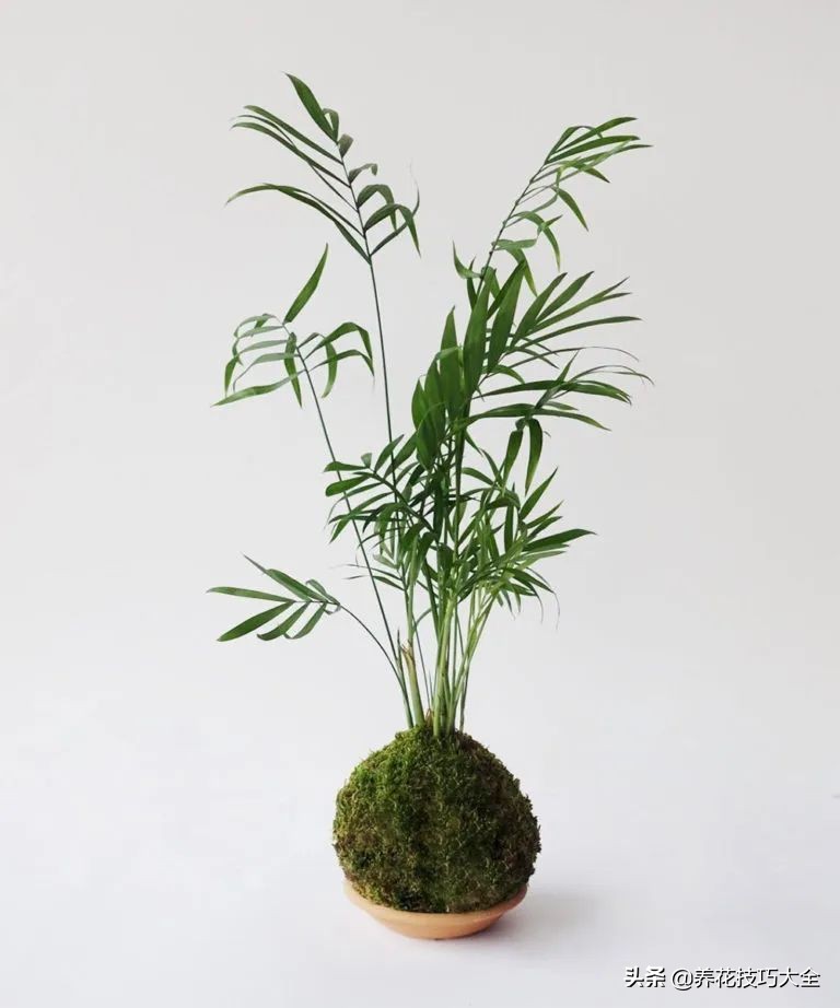 盆栽袖珍椰子发黄怎么办,袖珍椰子叶子发黄可以扯掉吗