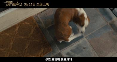 狗狗的第二次重生怎样取名字,狗狗轮回的一生