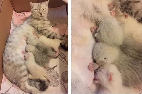 新妈妈的苦恼：产后三天没奶怎么办？