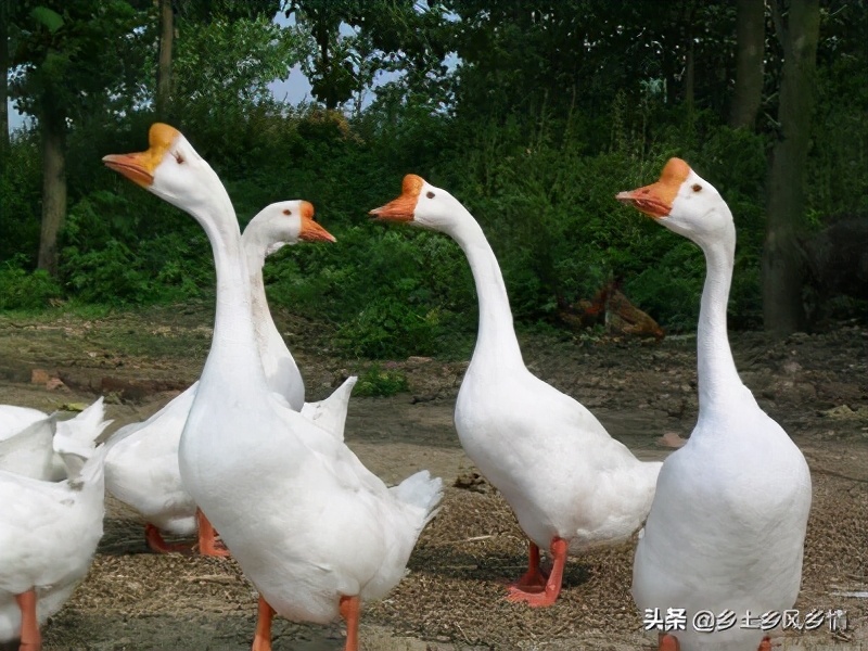如何在家中创业养殖鸡鸭鹅,农村养鹅致富新风口
