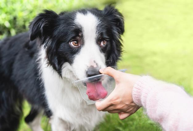 狗界智商第一的狗是什么狗,边牧会不会聪明得令人讨厌