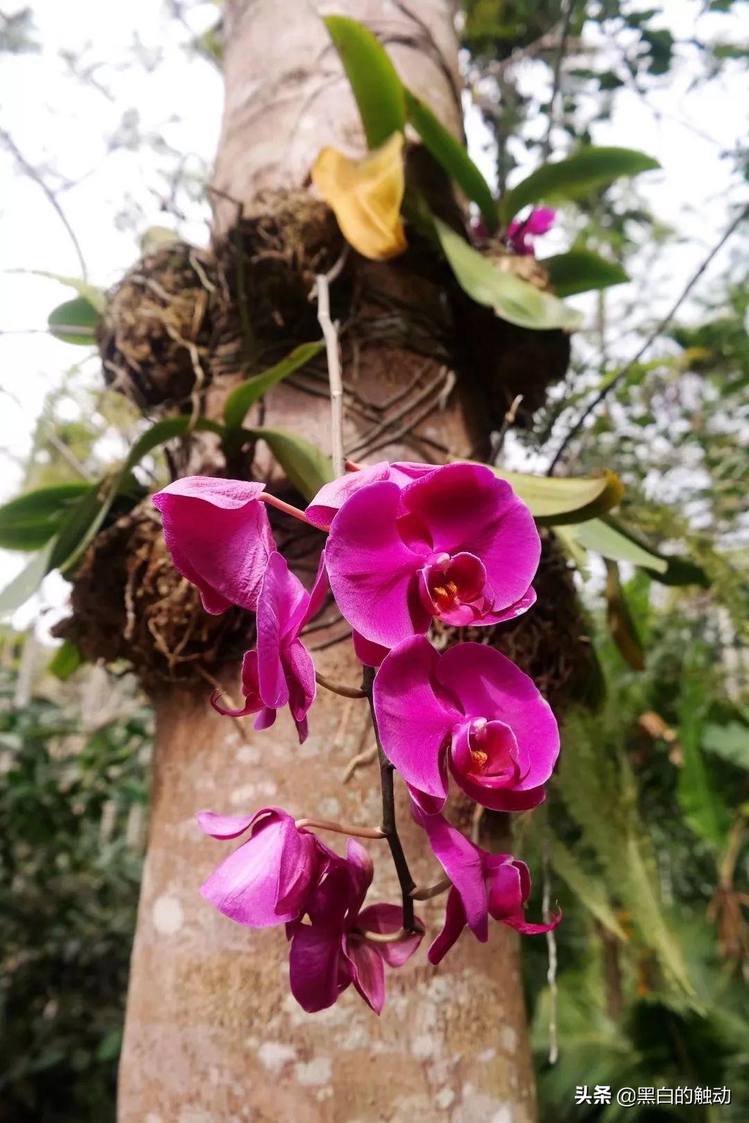 三亚必去的5大景点最新,三亚有哪些值得逛的地方