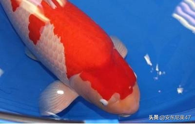 世界上最贵的锦鲤拍卖出2亿天价,世界上最贵的大锦鲤有多大