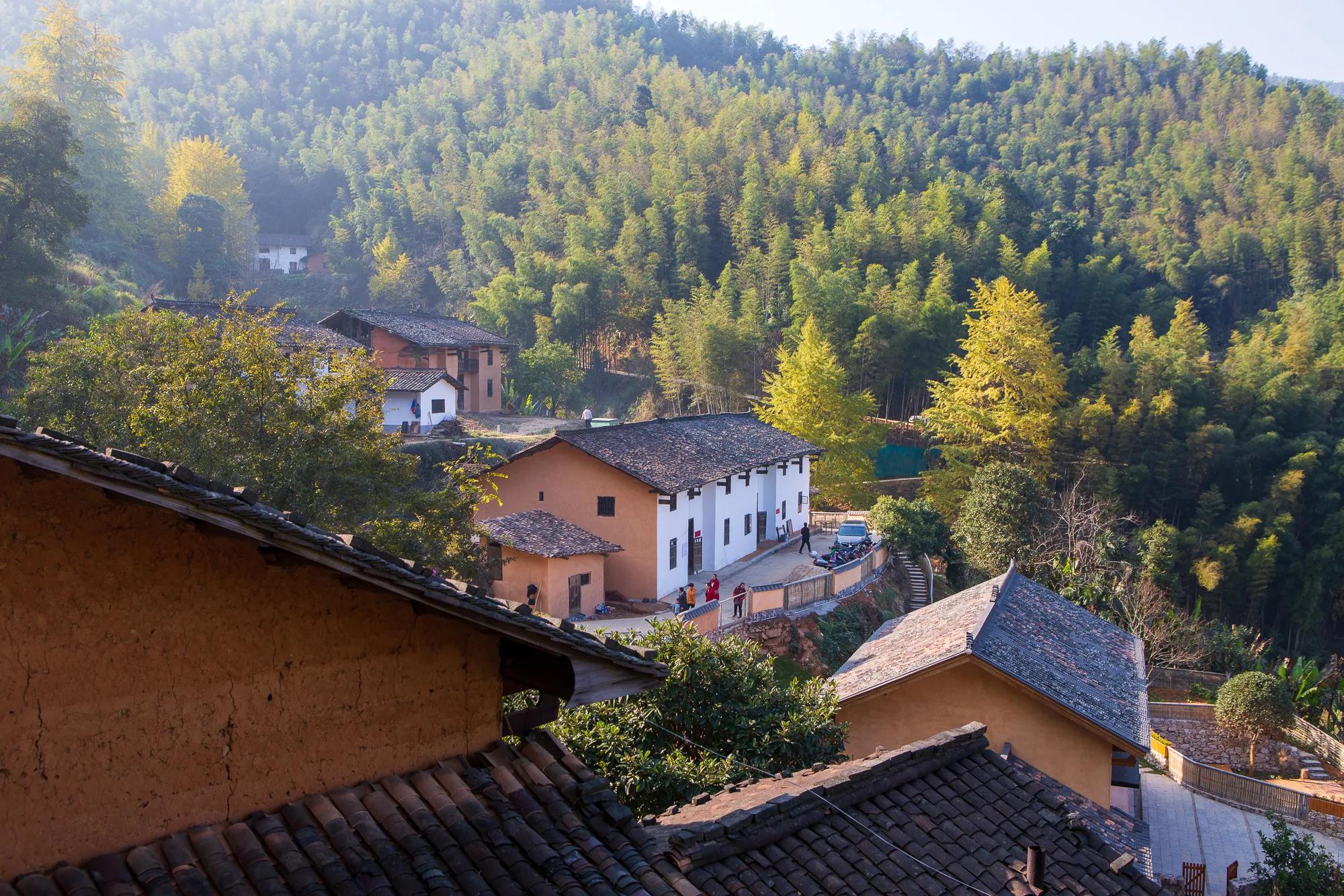 高岭古村银杏,高岭乡高岭村