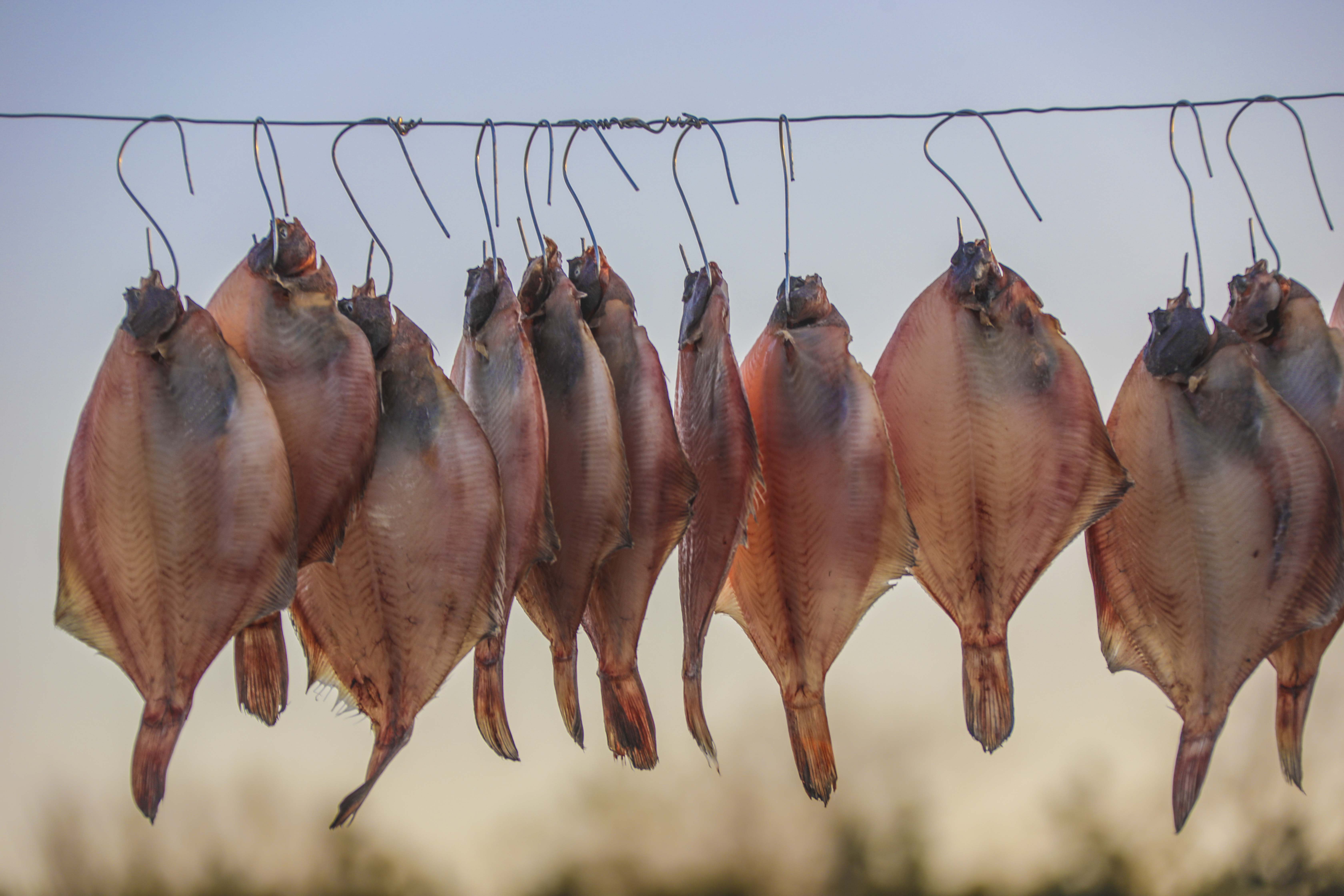 大海蔚蓝簇拥着的贡口村,灵动着纯美,播养海参和剥扇贝别具风情