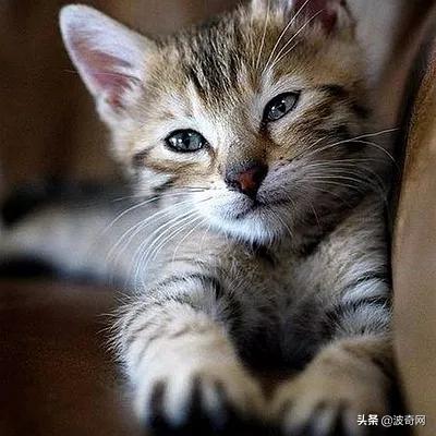 剩茶叶怎么利用,剩茶叶如何取出