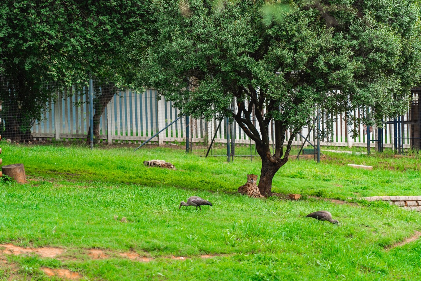 南非自驾游,南非自驾游最新
