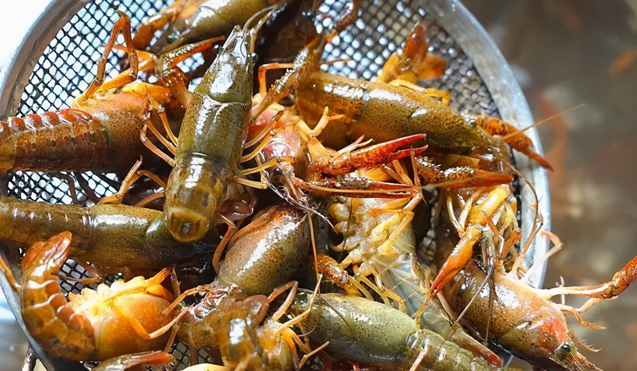 龙虾吃得最多的是哪个地方,全国小龙虾必吃50强