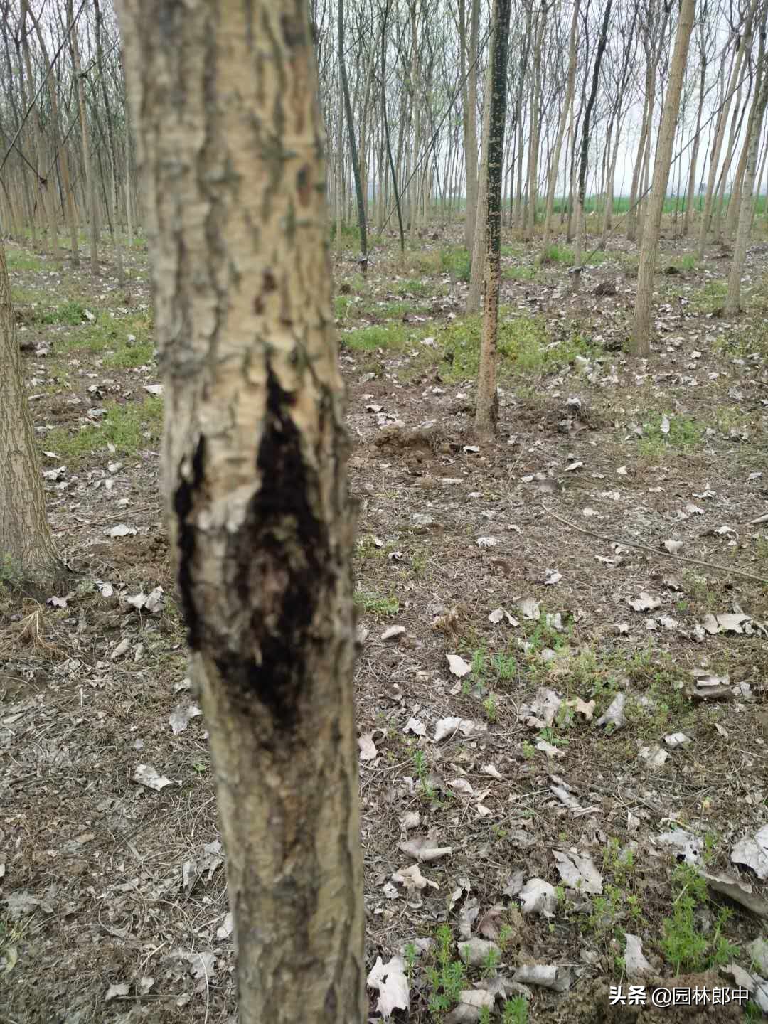 槐树树干上长疙瘩,国槐树干长疙瘩怎么回事