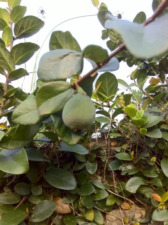 鸟一直咬花怎么办,阳台的花总是被鸟吃了怎么办