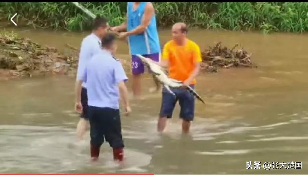 广东一河滩惊现鳄鱼,茂名鳄鱼最新抓捕消息