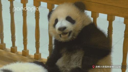 出彩“滚滚”|每一只熊猫都是潜力股......