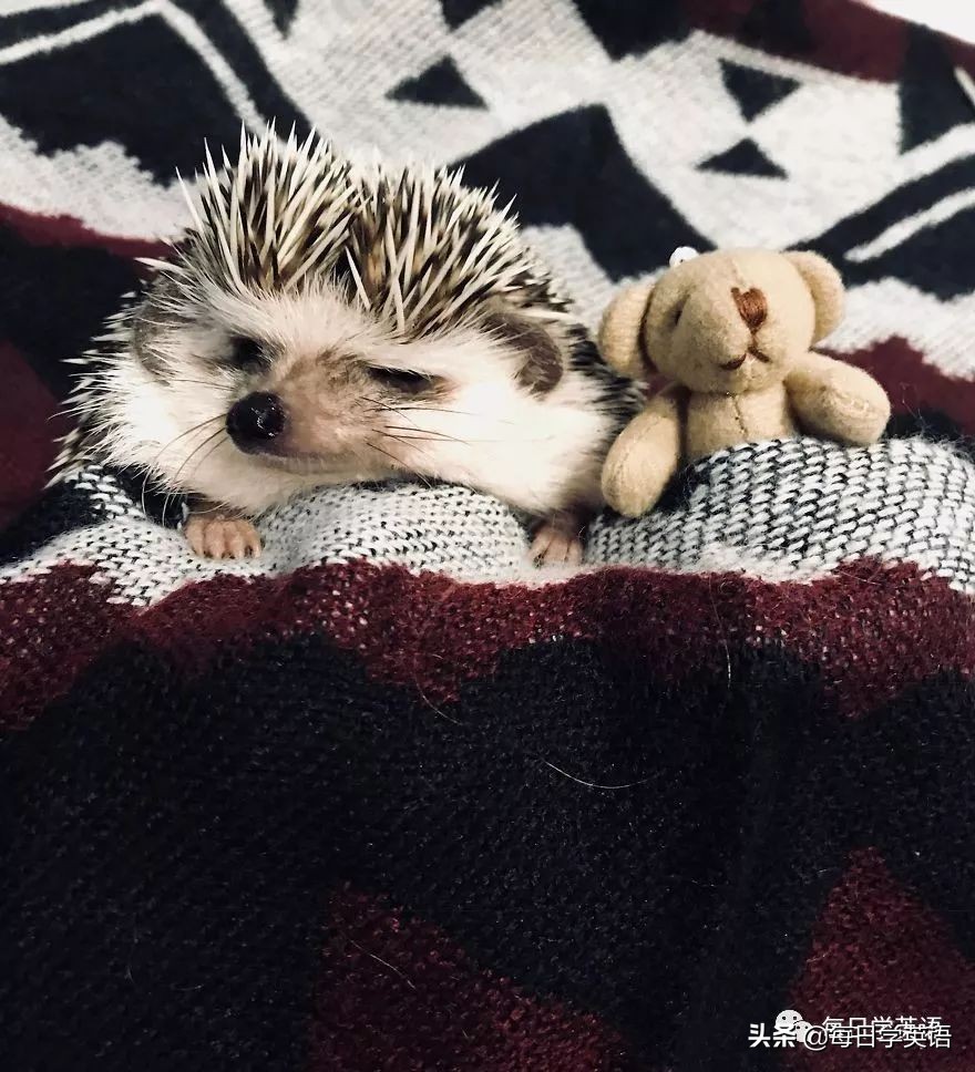 别总是云吸猫了，换一波小刺猬试试~
