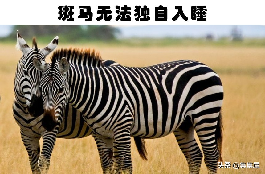 6个关于老鼠的有趣小知识,6个关于老鼠的有趣知识