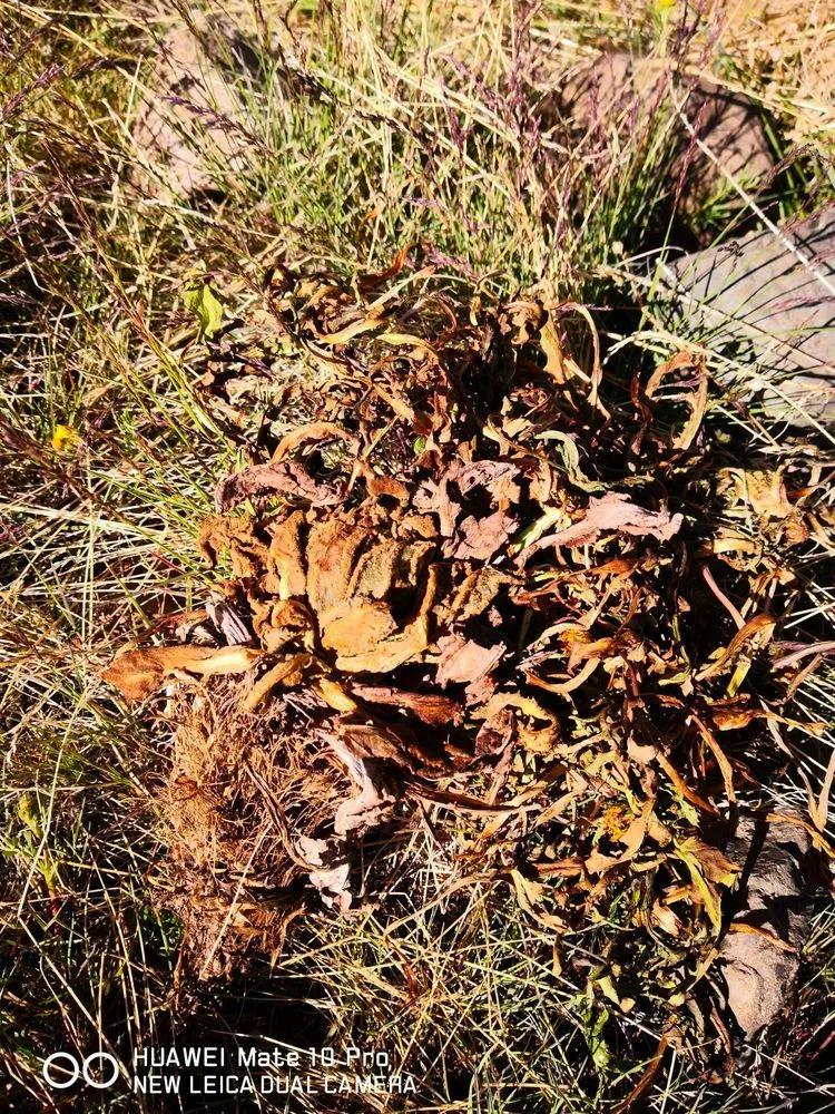 传说中的天狼之路，是否值得一走？