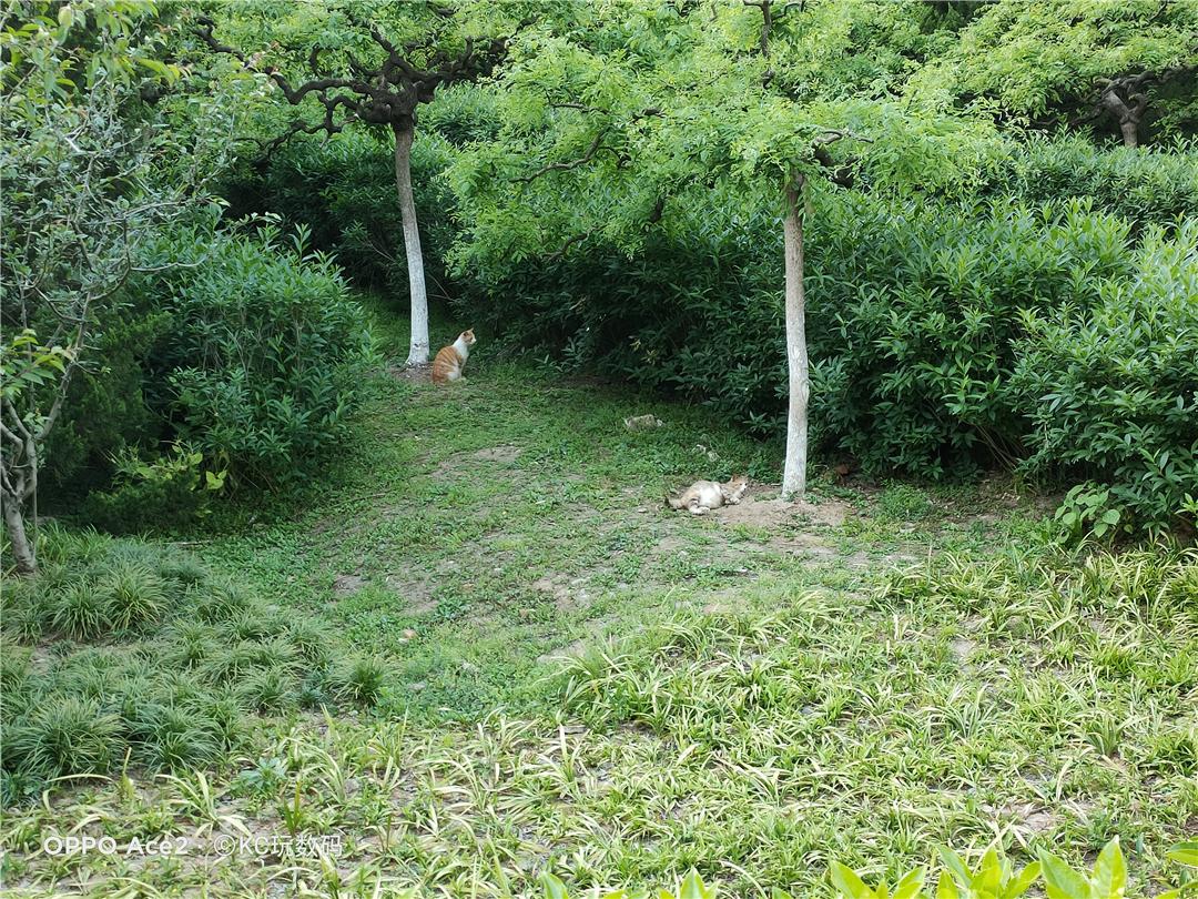 185g配备地表最强快充OPPOAce2值得买吗?