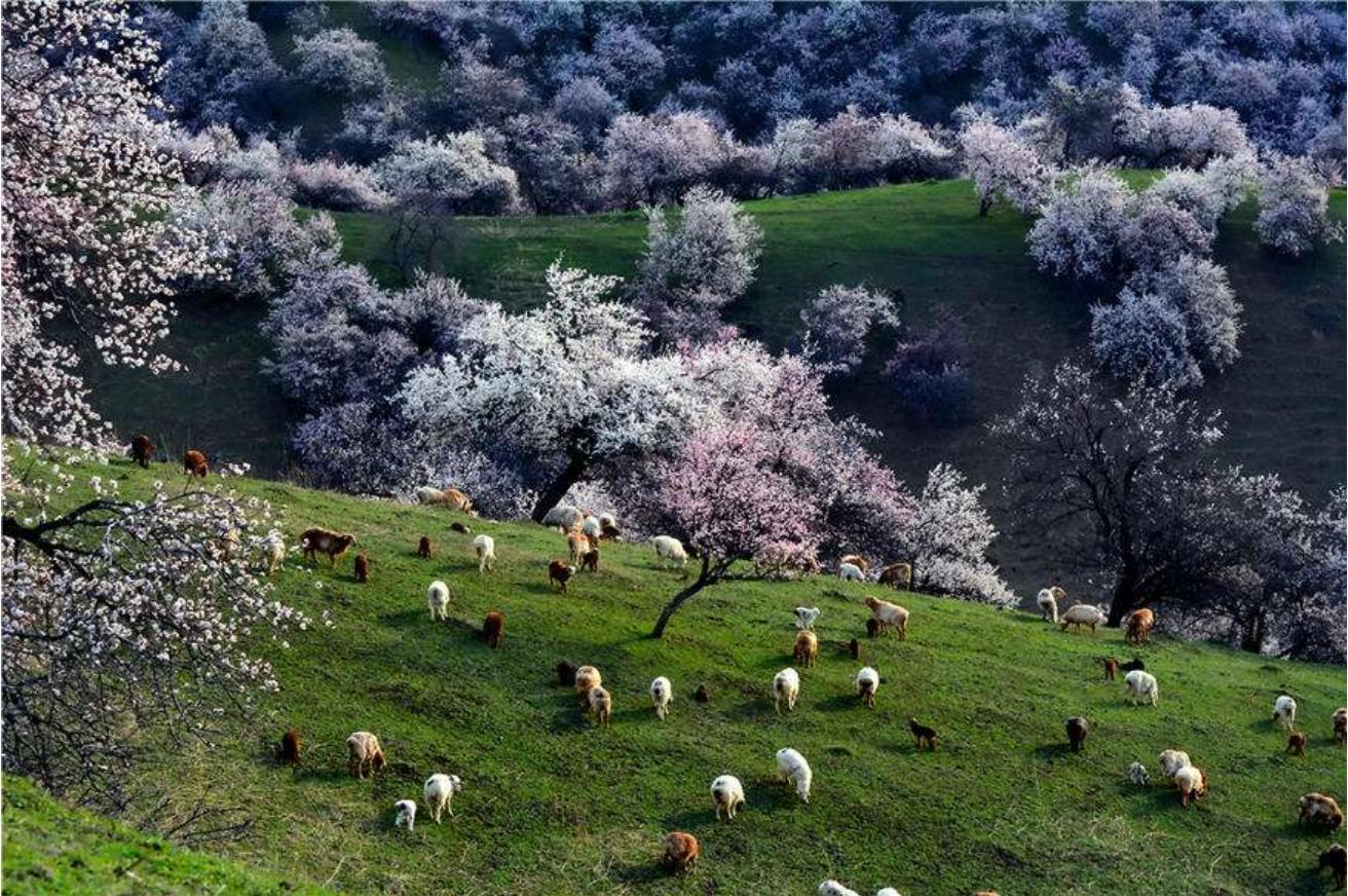 新疆伊犁人间仙境,新疆真正的人间仙境视频