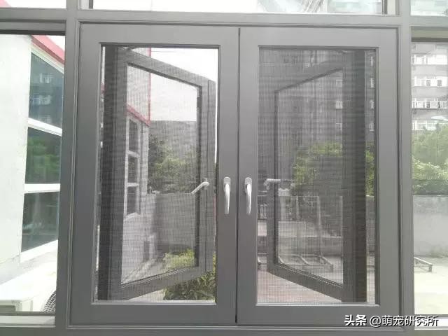 猫咪意外坠楼死了灵魂在家吗,猫死在窗户下好不好