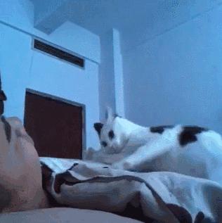 打猫可以纠正猫的坏行为吗,猫犯错了可以关起来吗