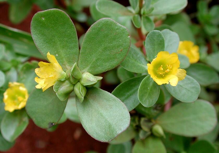 郭生白讲厚朴生姜半夏甘草人参汤,脾虚气滞厚朴生姜半夏甘草人参汤