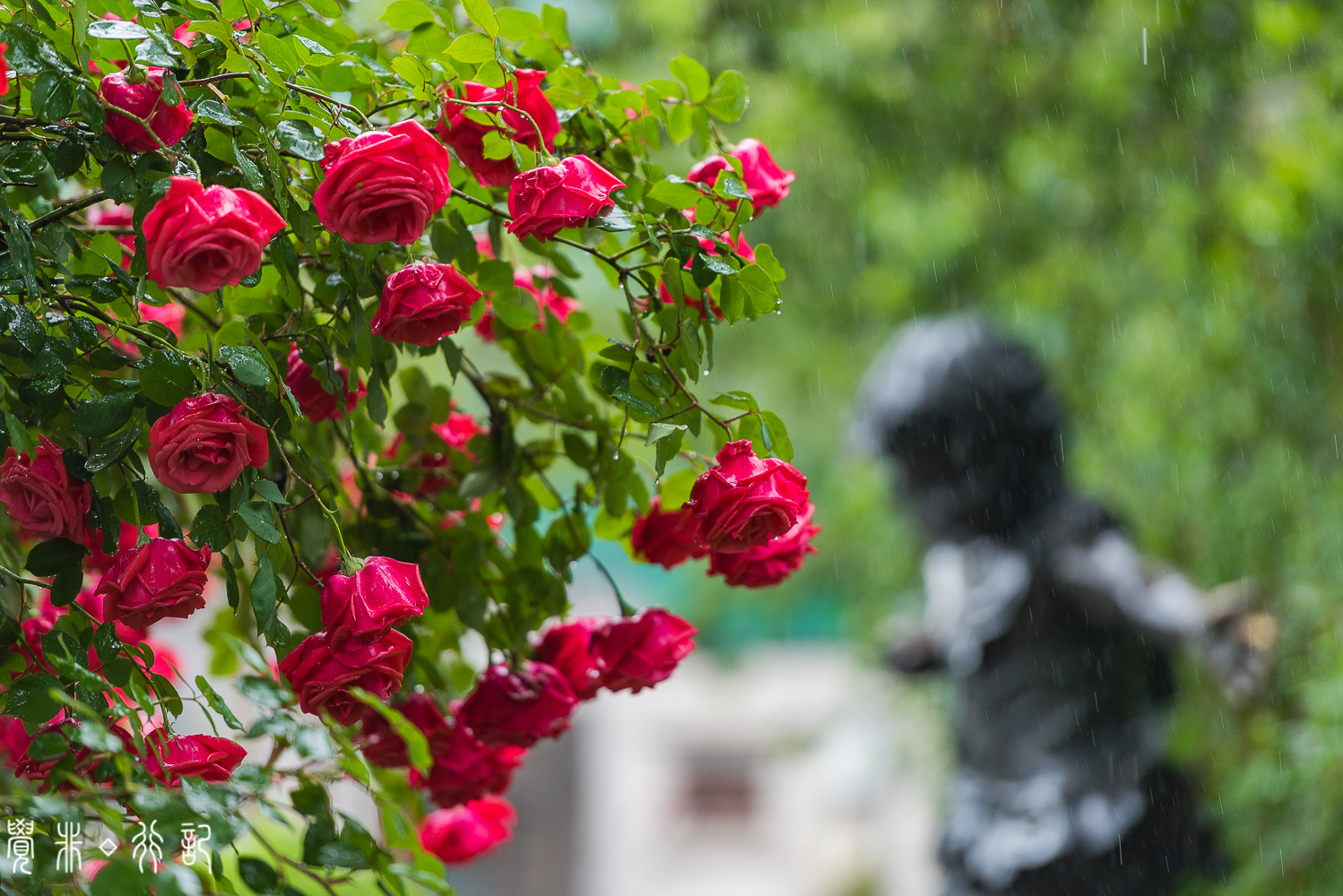 月季花中国特有品种,从中国运到欧洲的四种月季