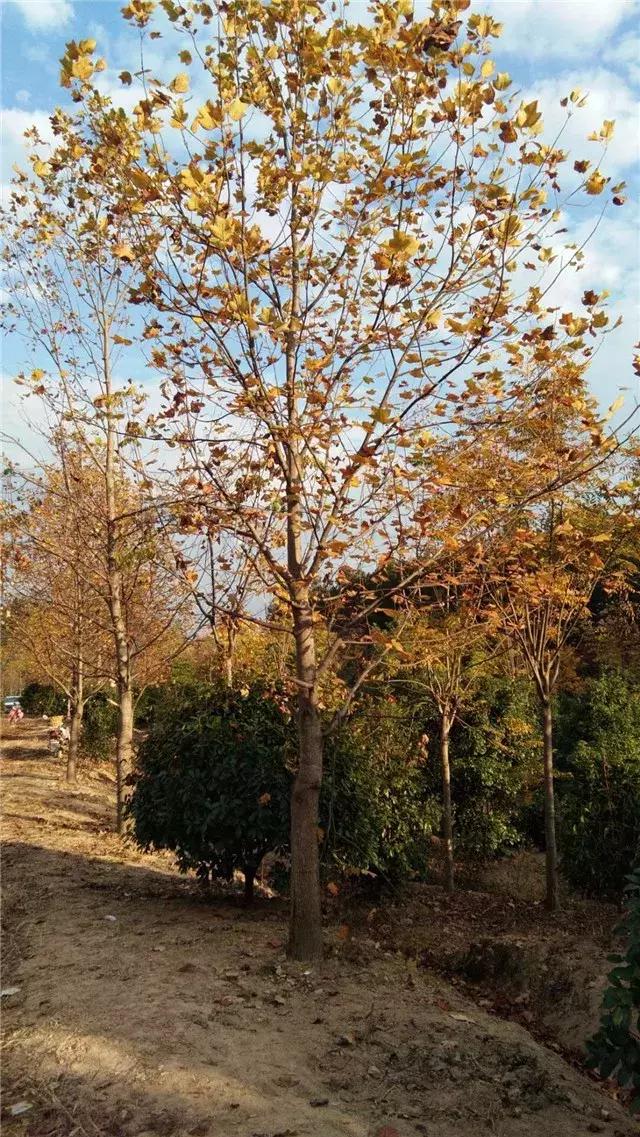 「苗木通新晋会员」湖州陈春耕：细节具体、价格适中、售后保障