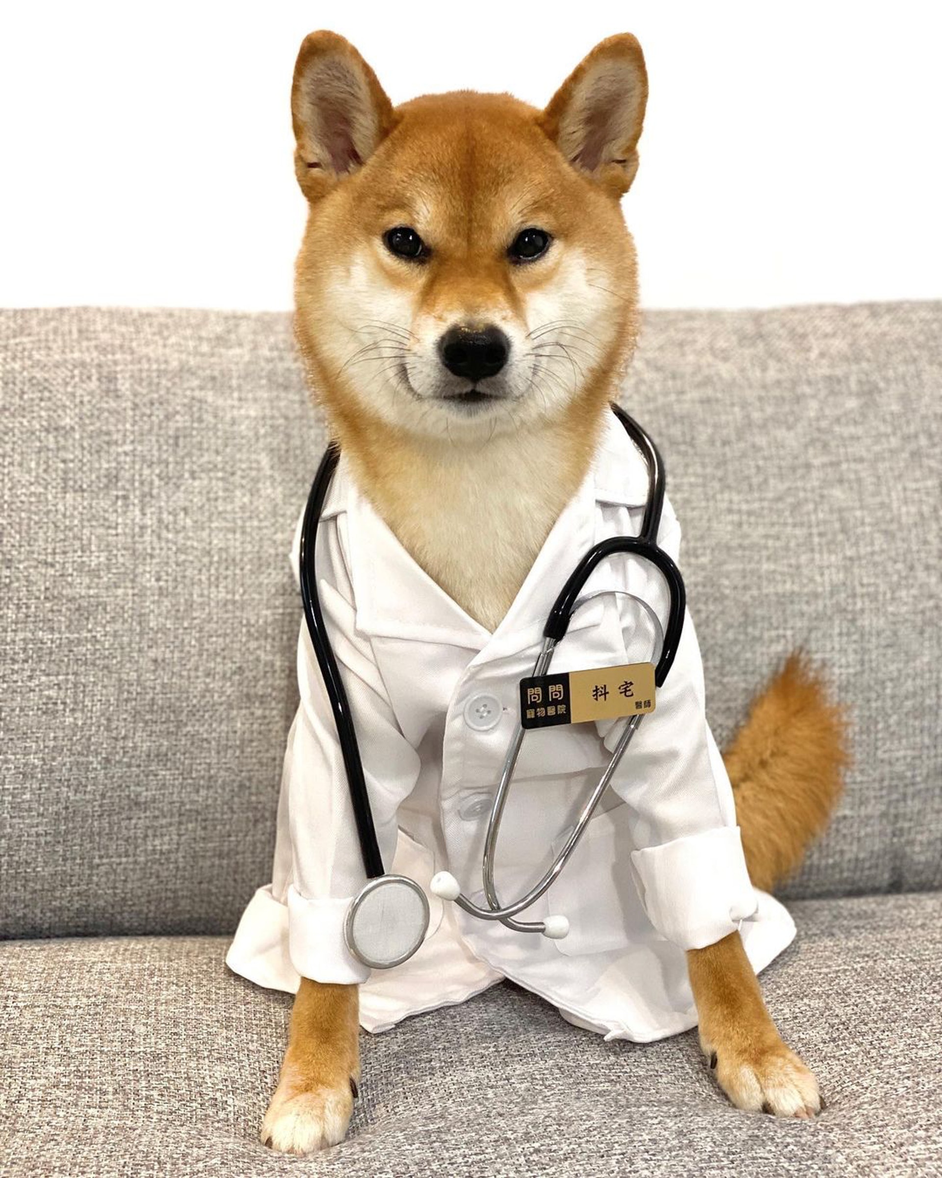 胆小柴犬遇神秘东西秒被吓跑　吓到脸歪、弹起反应笑翻网民