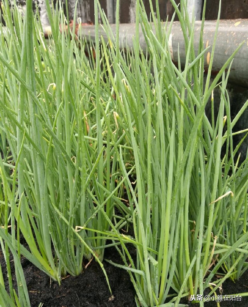 家里种葱的方法视频教程,家里种葱的正确方法