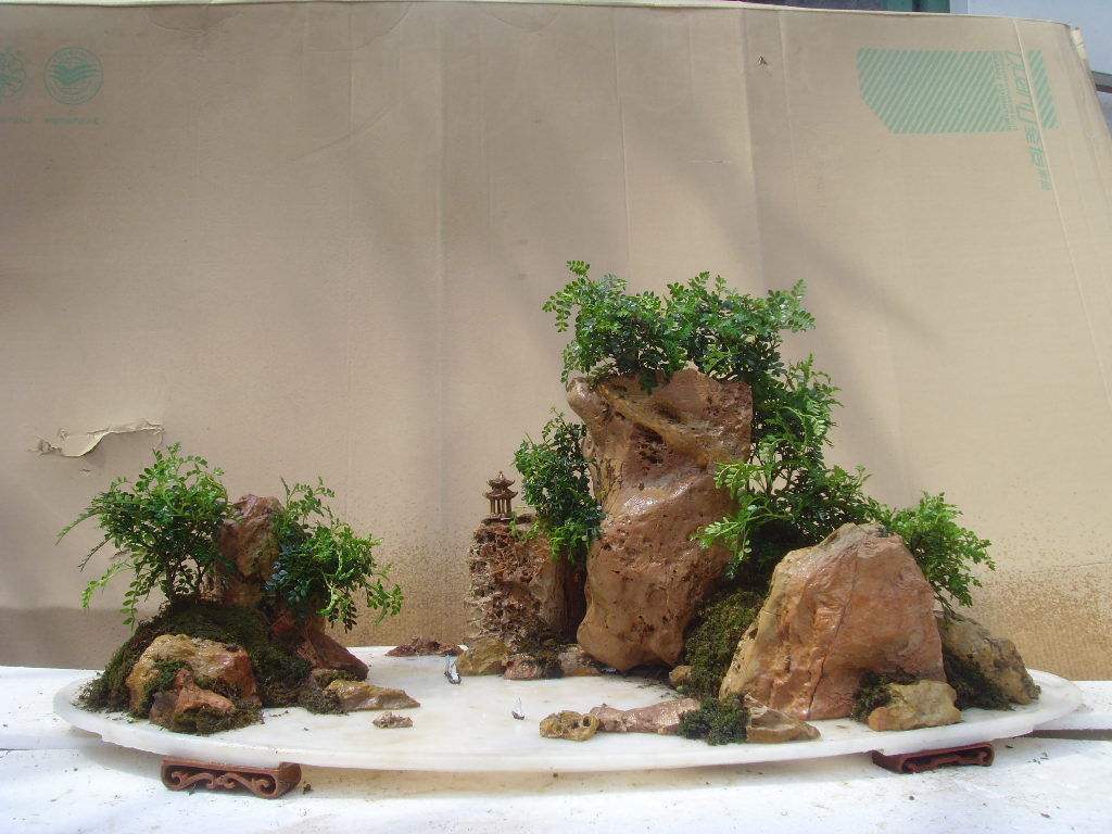 制作盆景的入门技巧,怎样制作盆景