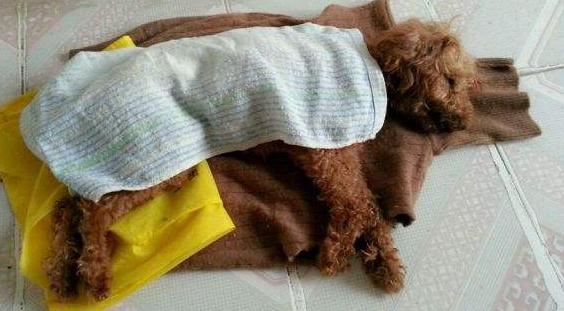 狗狗这5种疾病，容易导致死亡，感冒居然也算？