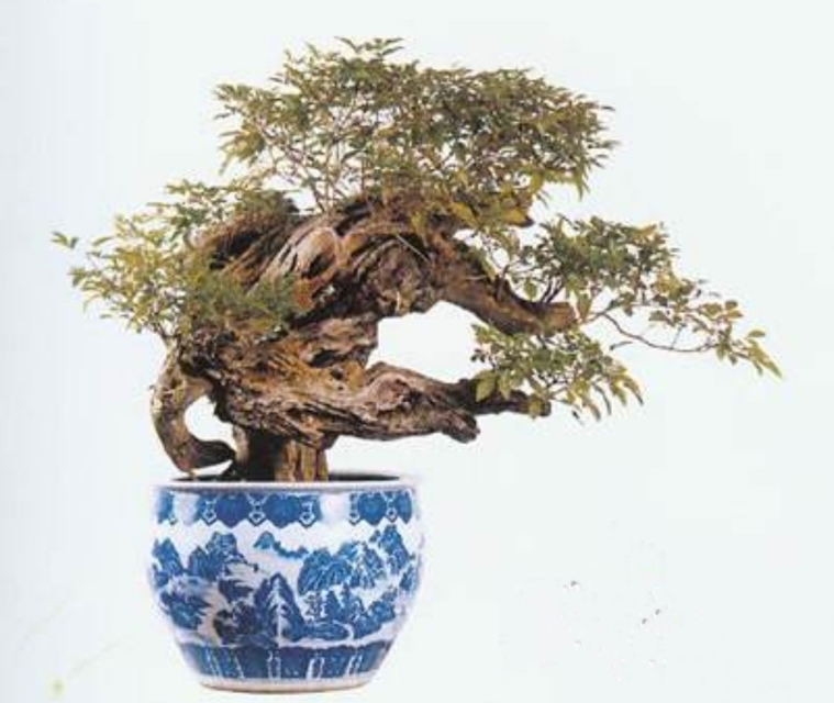 农村山上制作盆景的老树桩,农村盆景原材料