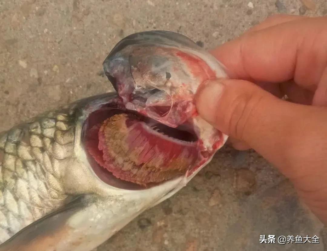 下雨后鱼塘水质怎么处理,暴雨后鱼塘死鱼