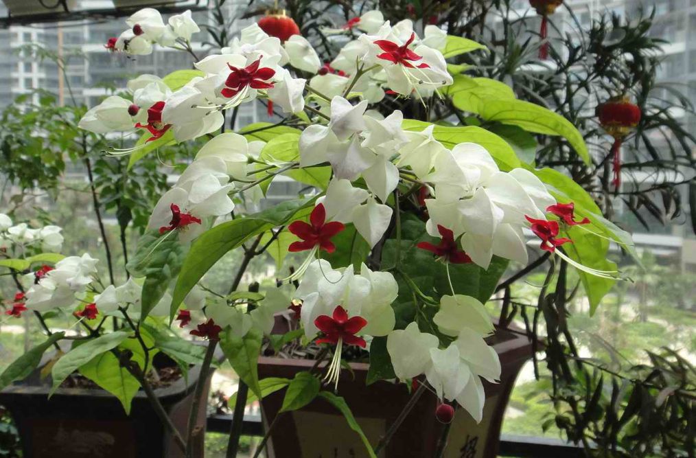 龙吐珠变软了怎么补救,龙吐珠几天浇一次水是最好的