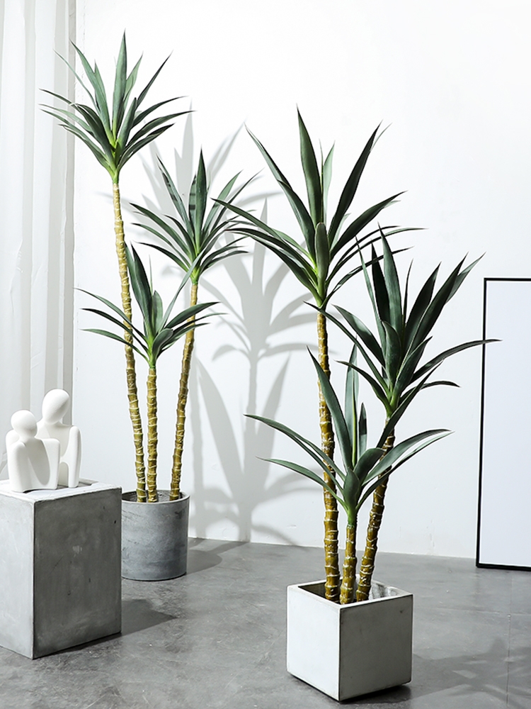 100种绿植大全,50种盆栽绿植花卉大全