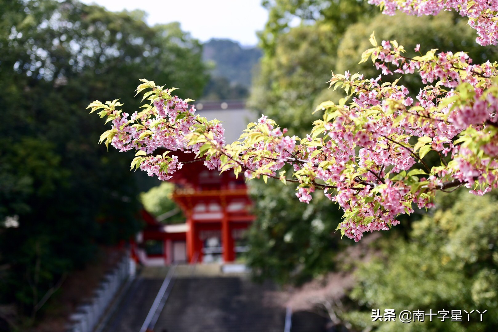 2019日本赏樱最新攻略|大津小众路线私家推荐