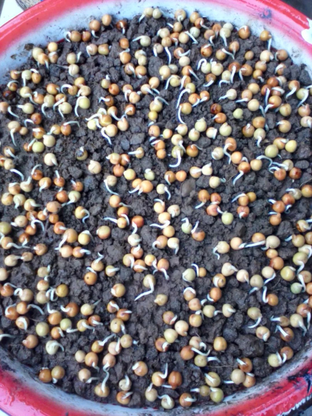 一个花盆里种三颗豆子能活吗,一个花盆种几棵毛豆