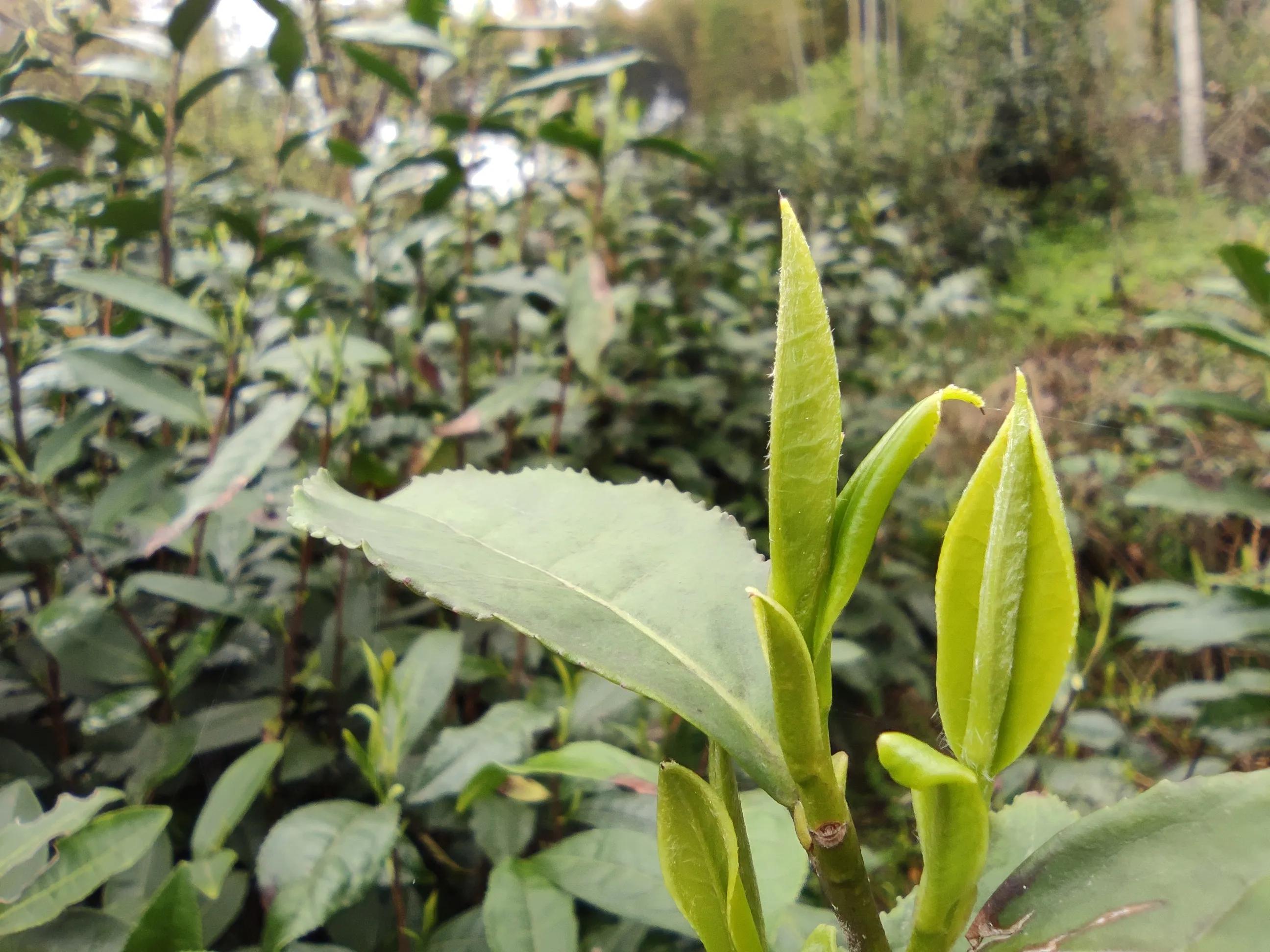 给大家展示一下什么叫做“金山药岭名茶地，竹海栗园水电乡”