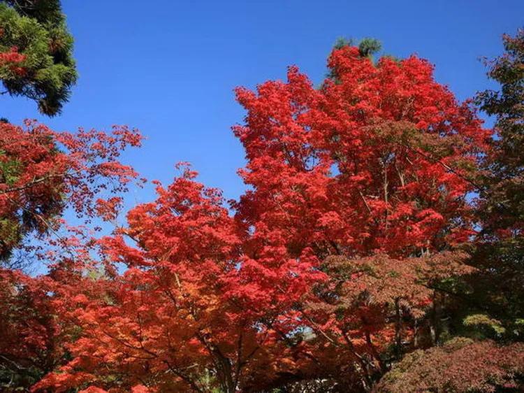 美景欣赏完整版,美景欣赏花朵