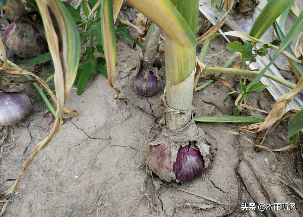 甲霜恶霉灵能治大蒜软腐病吗,大蒜软腐病的发病原因及防治