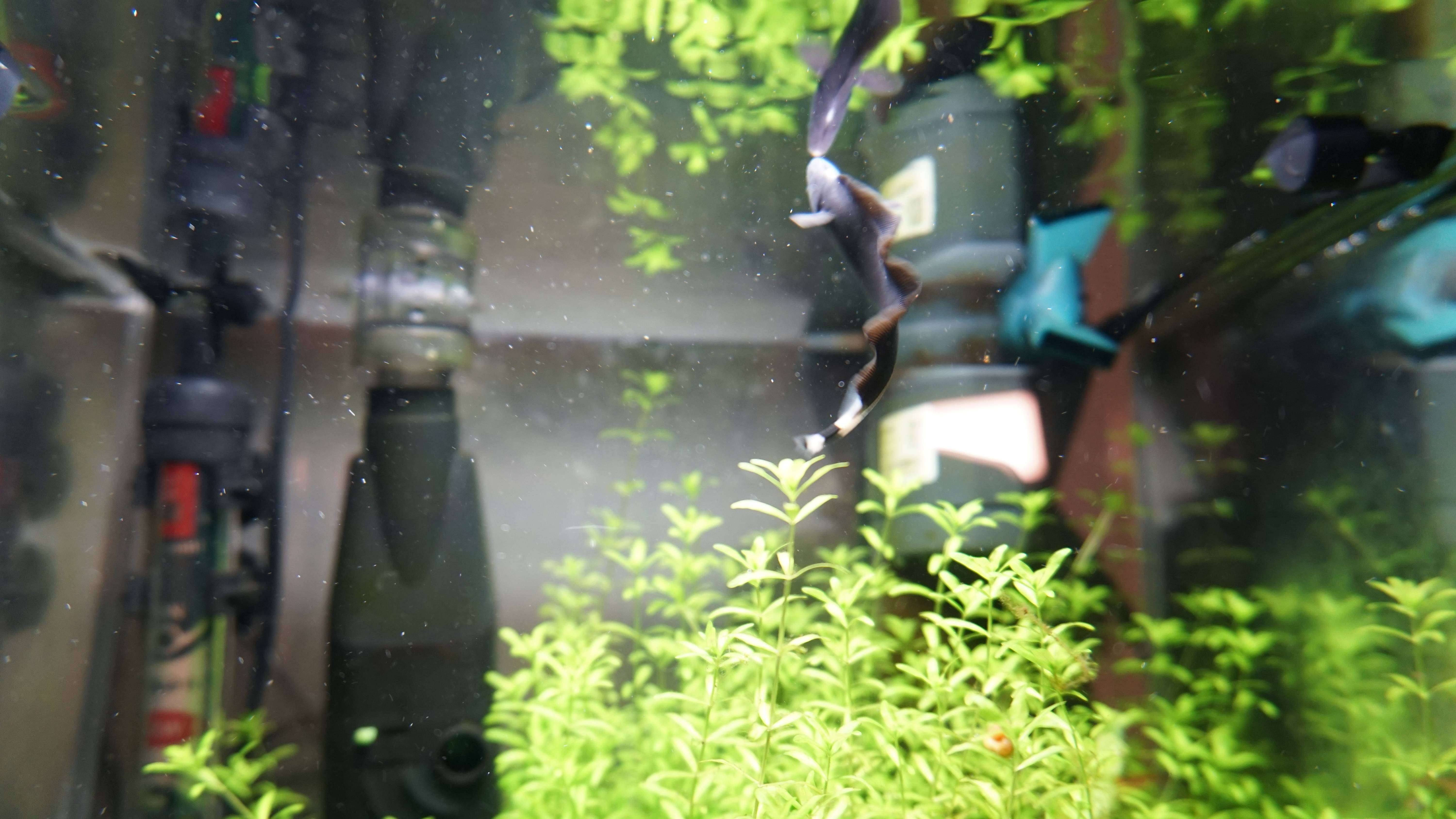 鱼缸中的黑色羽毛——魔鬼刀